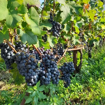 Appartamento Casa El Paso Padenghe sul Garda